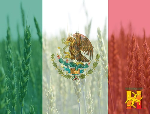 Estos son los Productos Agrícolas más importantes de México