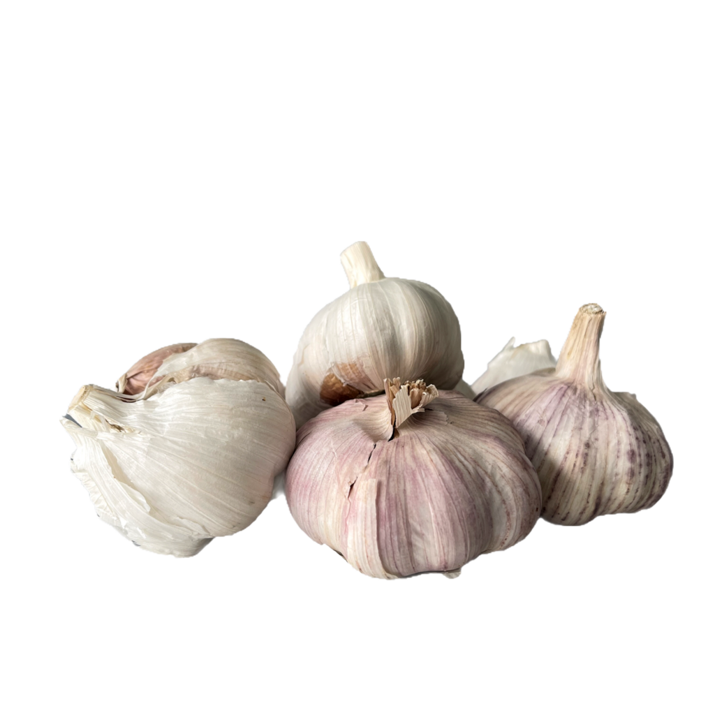 Cabeza de Ajo grande La Herradura